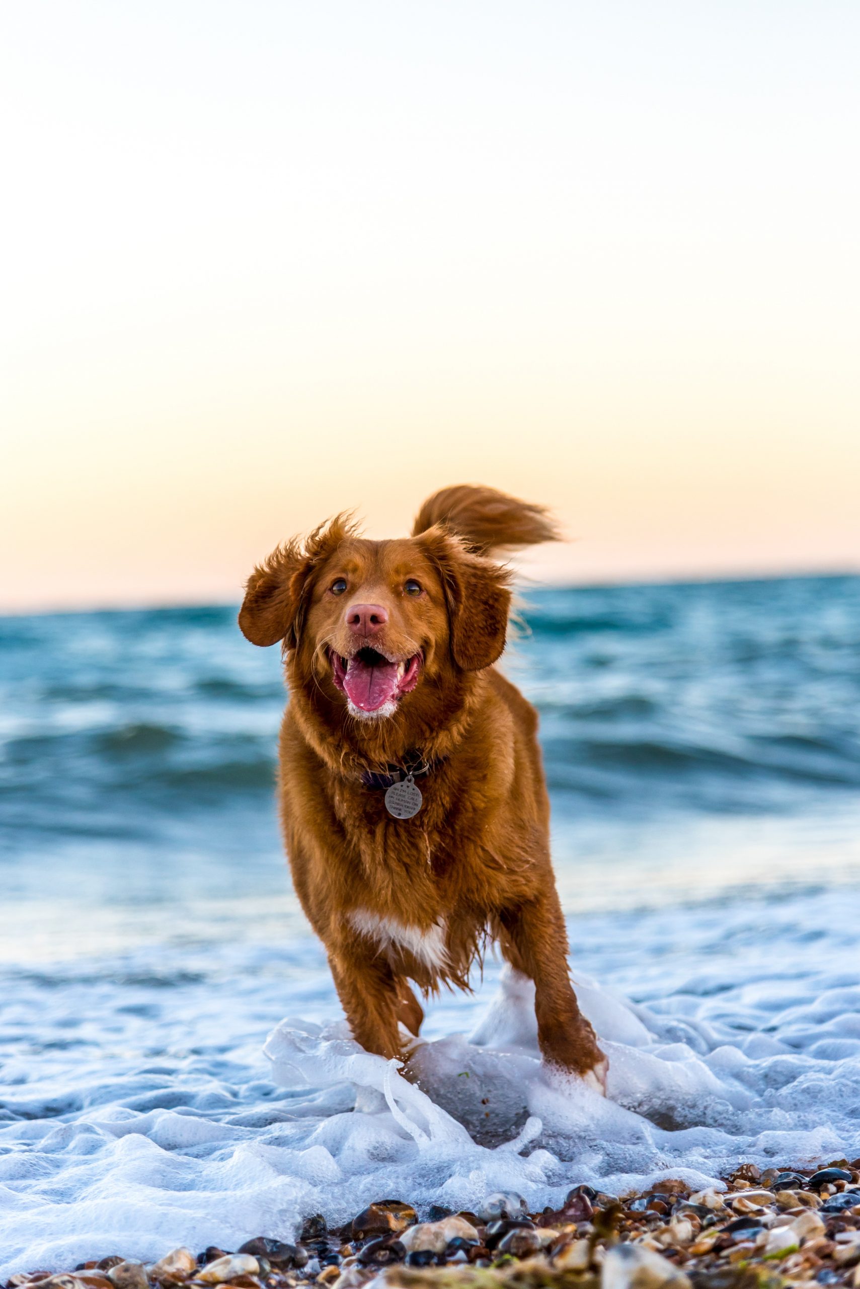 dog on beach